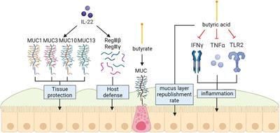 Intestinal Infection of Candida albicans: Preventing the Formation of Biofilm by C. albicans and Protecting the Intestinal Epithelial Barrier
